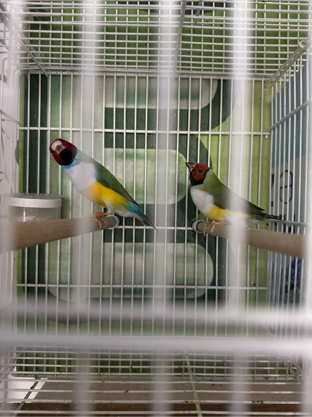 canari + goulzi amandin 