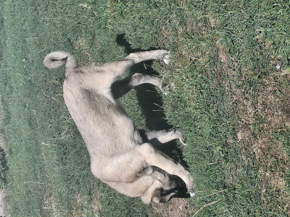 Kangal malakli femelă 3luni jumate