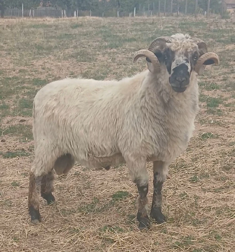 Disponibil de vânzare berbec strămior mior se trage din soi de oi bune de lapte !