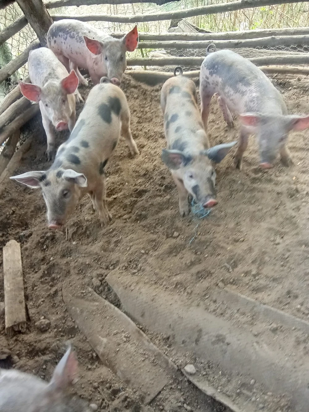 vînd purcei de 7 săptămîni