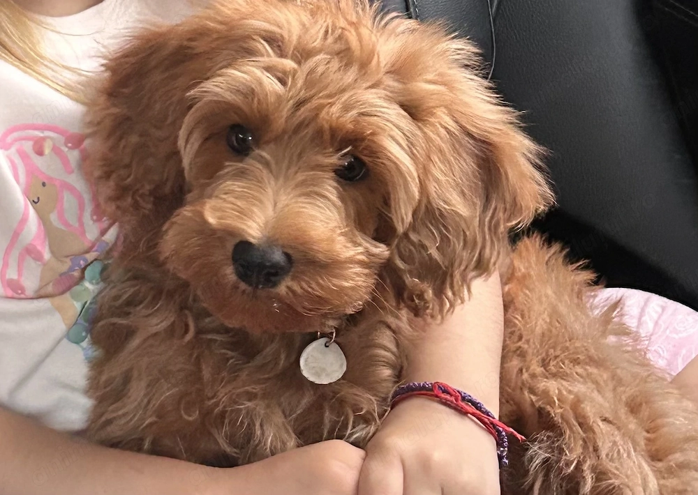 Catelusa rasa CockaPoo