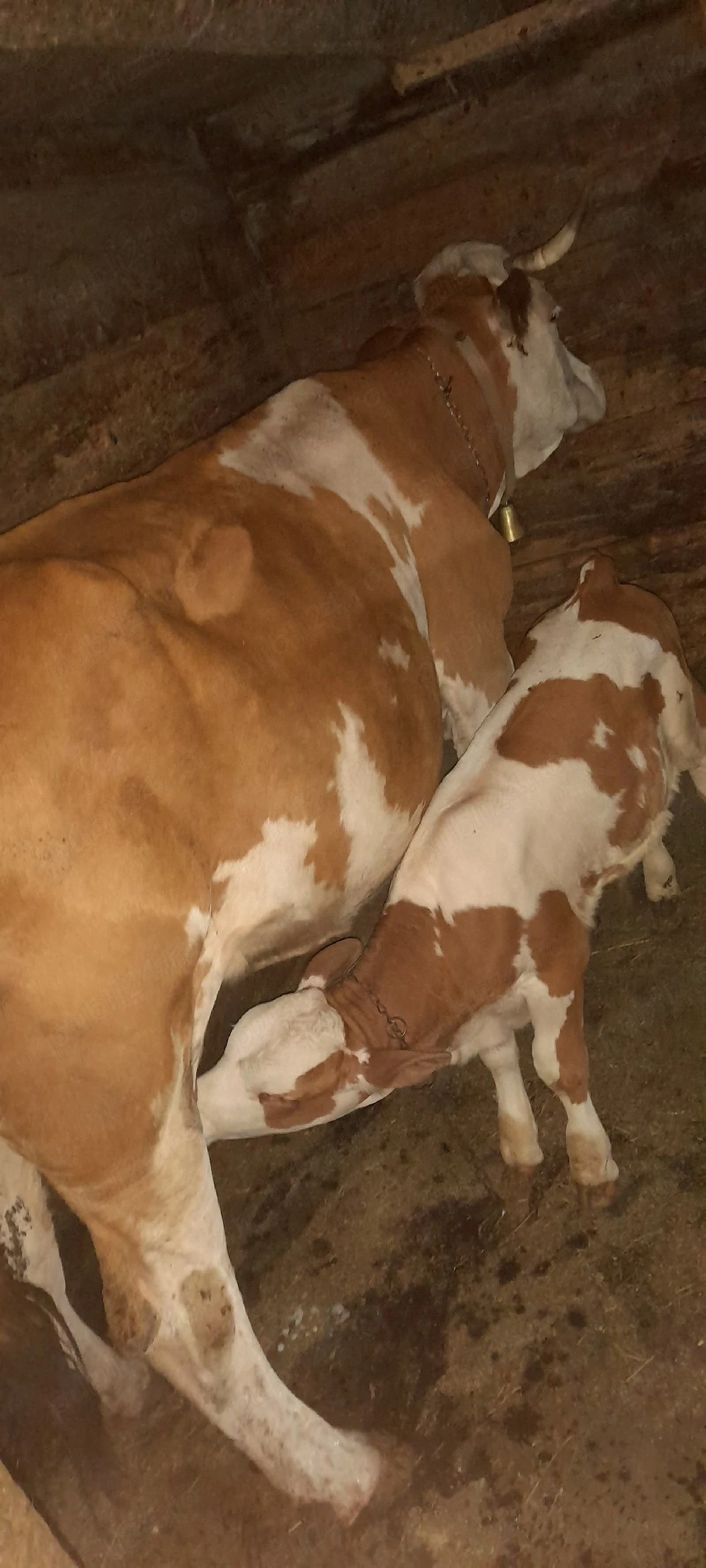 vând vaca si vitel