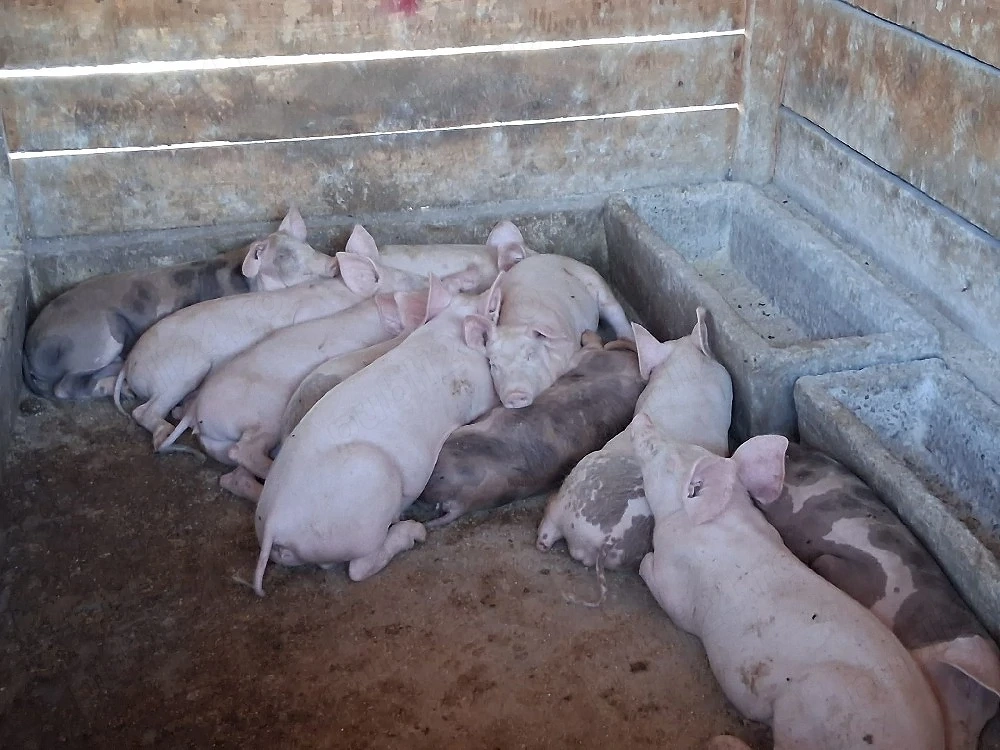 vând 11 purcei de 12  săptămâni ,25 kg