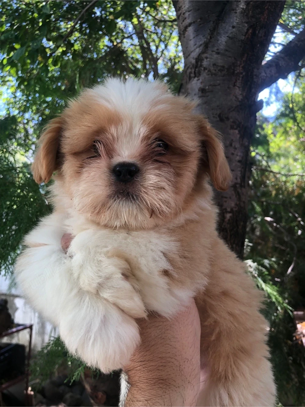 fetita Shih-tzu 2 luni