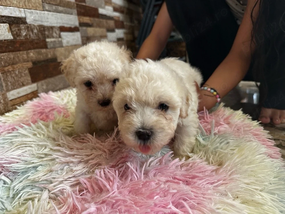 Shitzu mini toy  Bichon maltez mini toy 