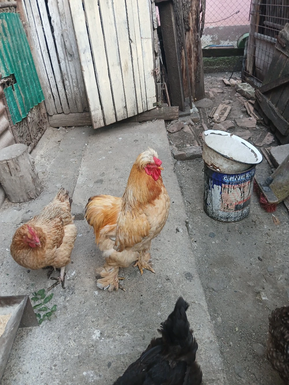 Vând Cocoș Cochinchina 