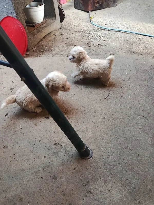 Vând bichon maltez