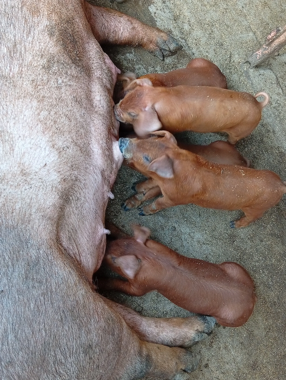 Purcei rasă DUROC PUR.