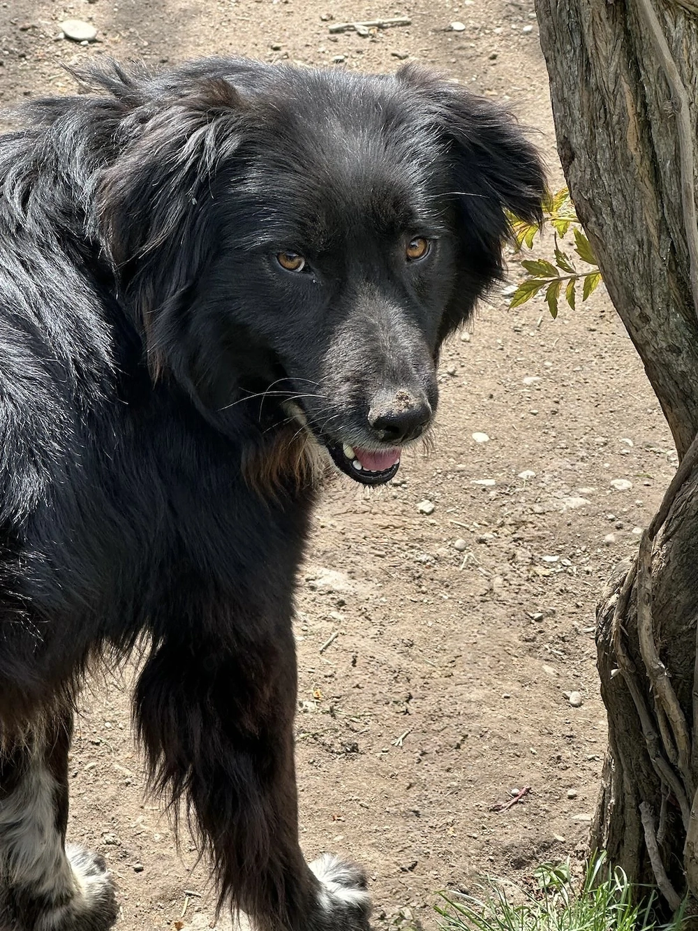 Adoptie Rex