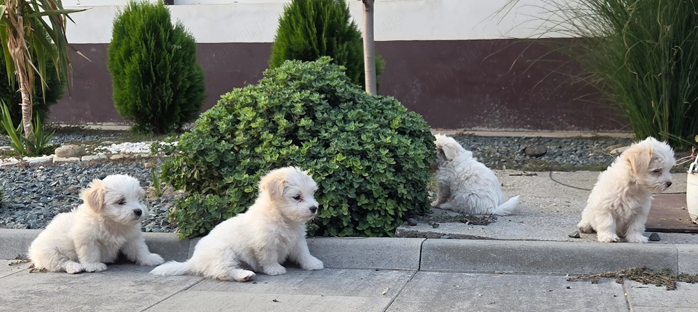 Bichon maltez talie mica 