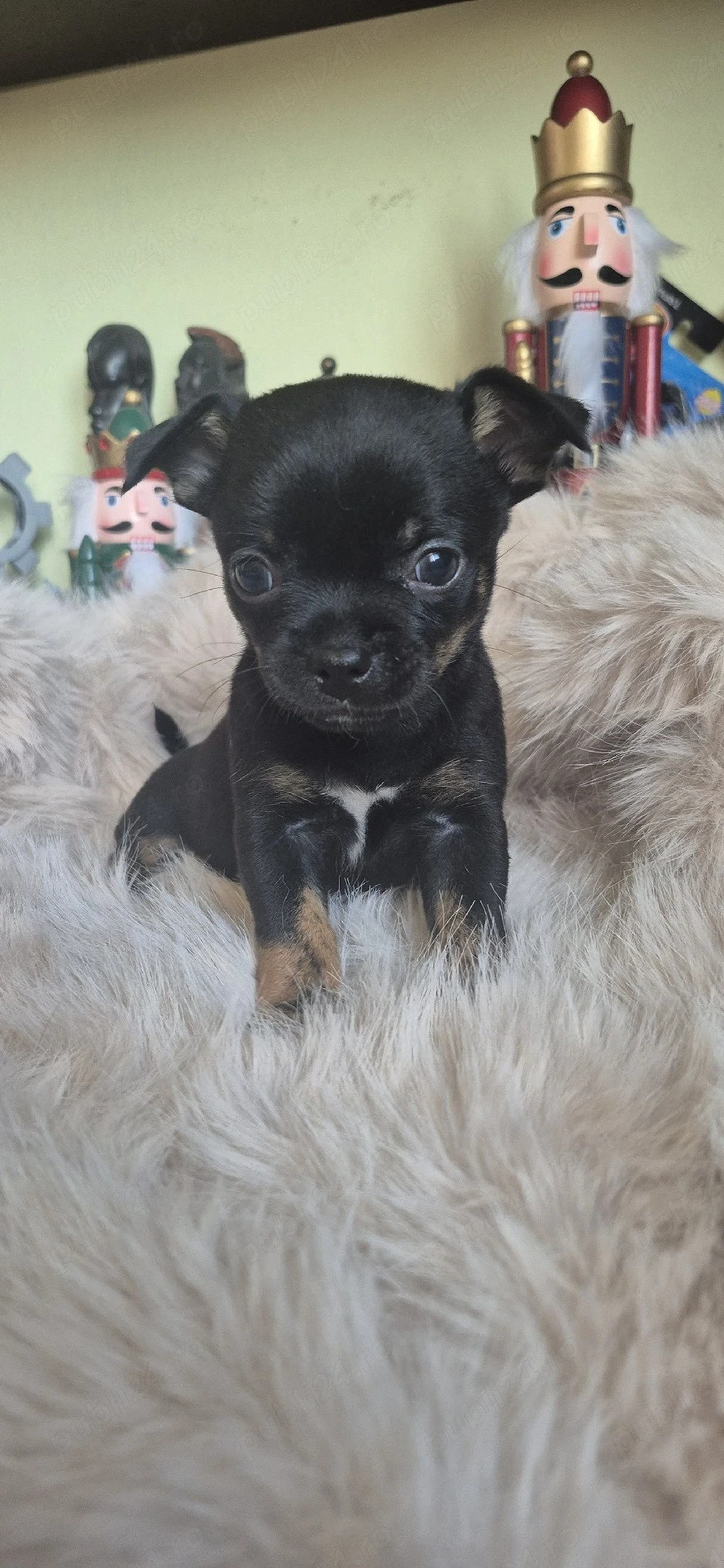 chihuahua baietel negru