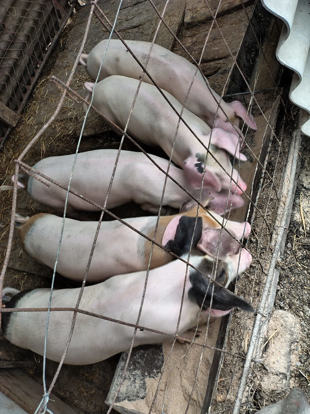 Vand purcei 15 saptamani