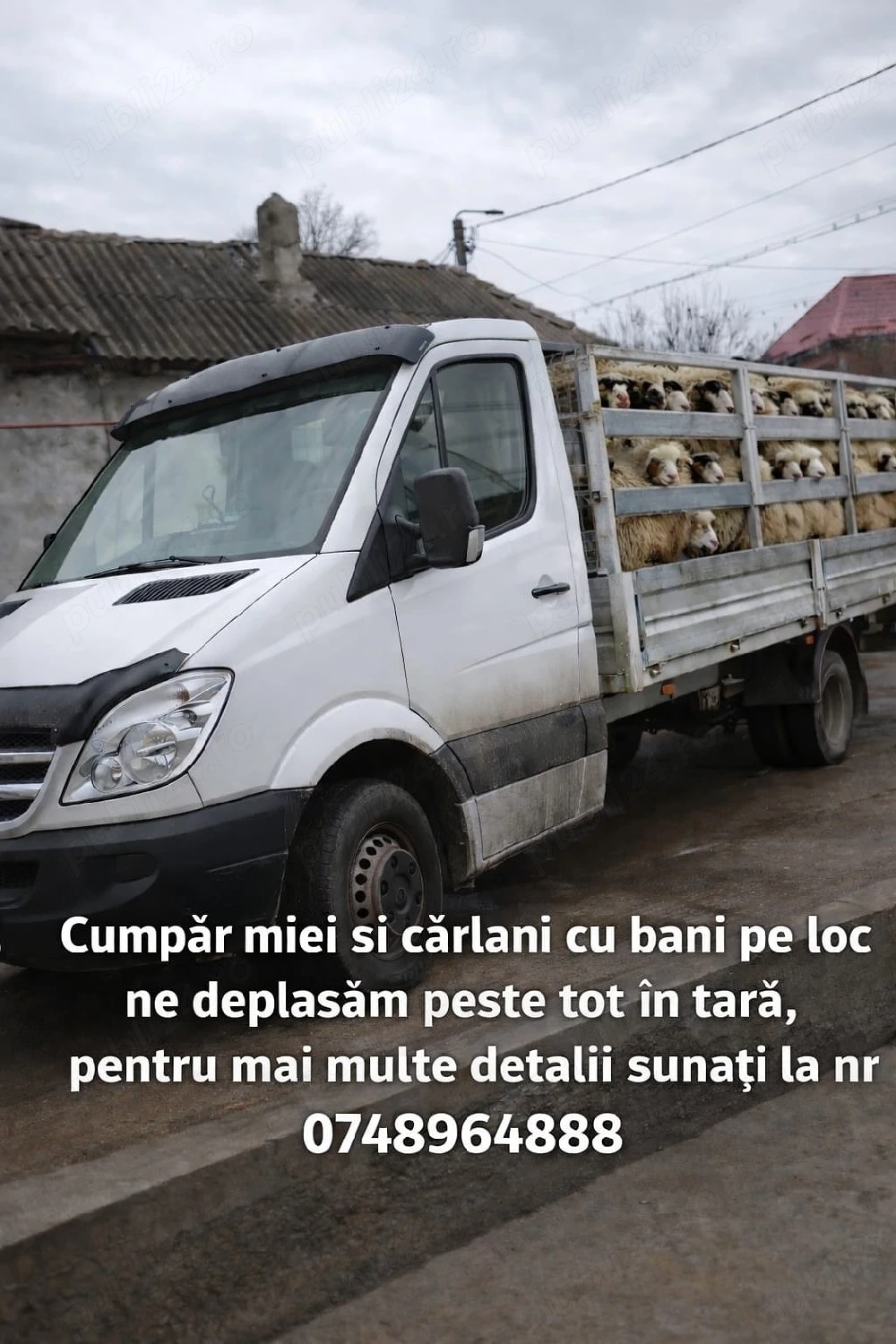 achiziții  miei si oii