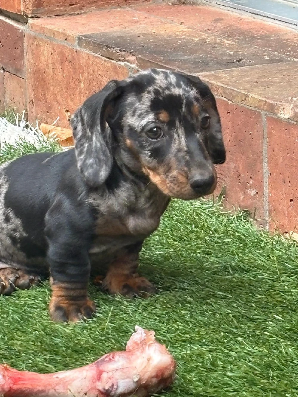 Teckel dachshund talie mica  arlechin