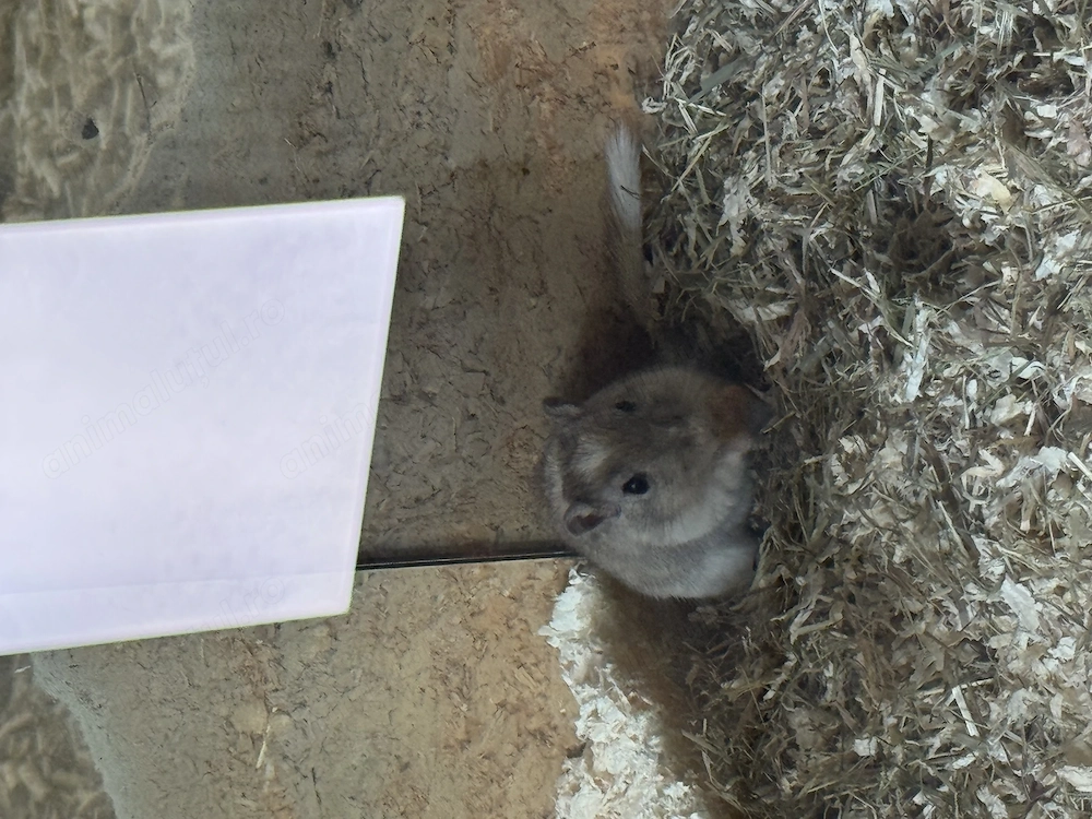 Gerbil spre adoptie
