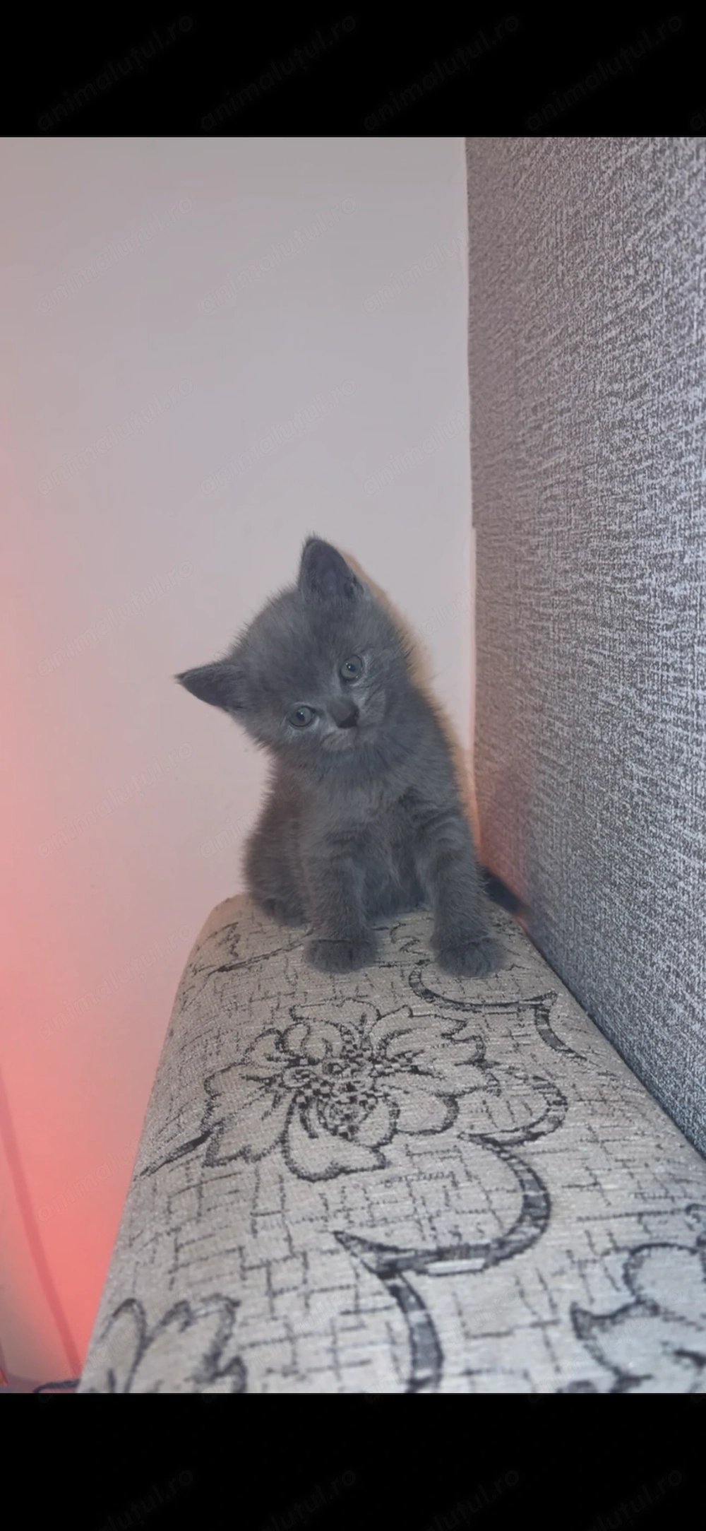 Puiuti British Shorthair cu varsta de 6 saptamani disponibili