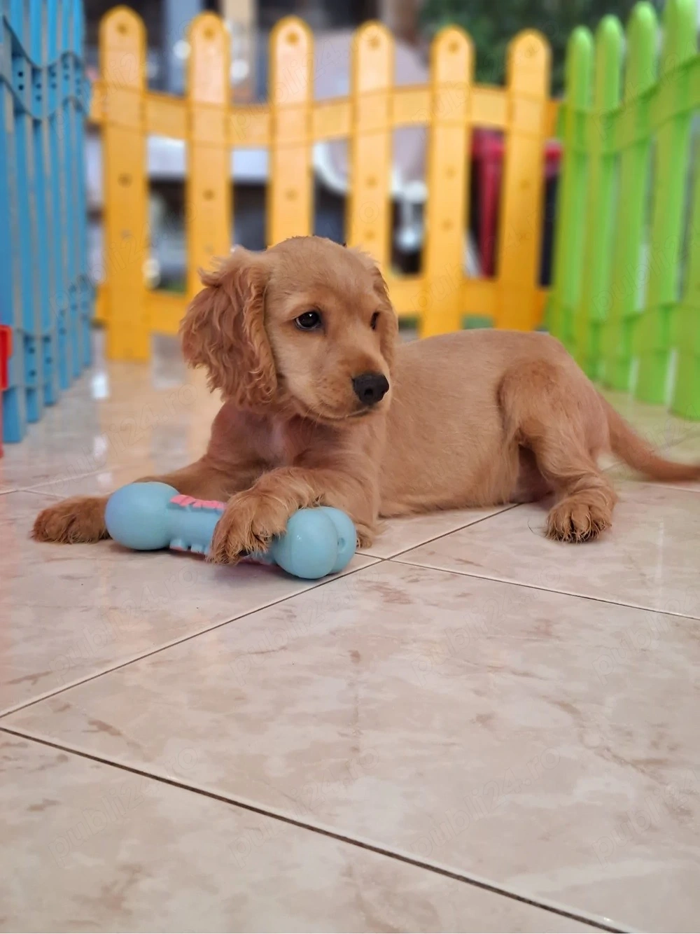 Pui Cocker Spaniel