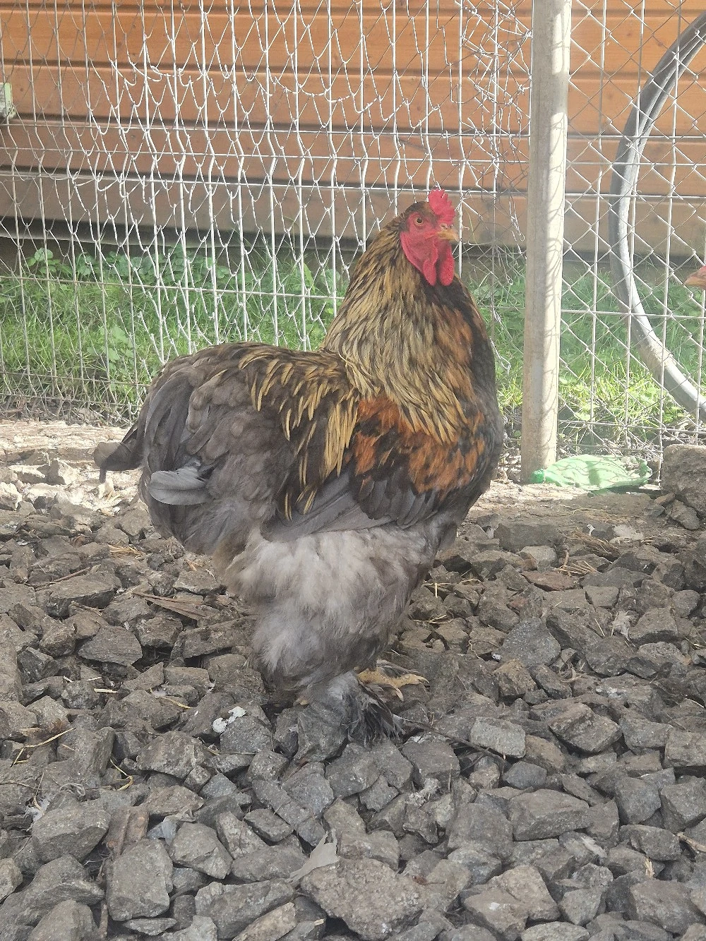 Cocosi brahman