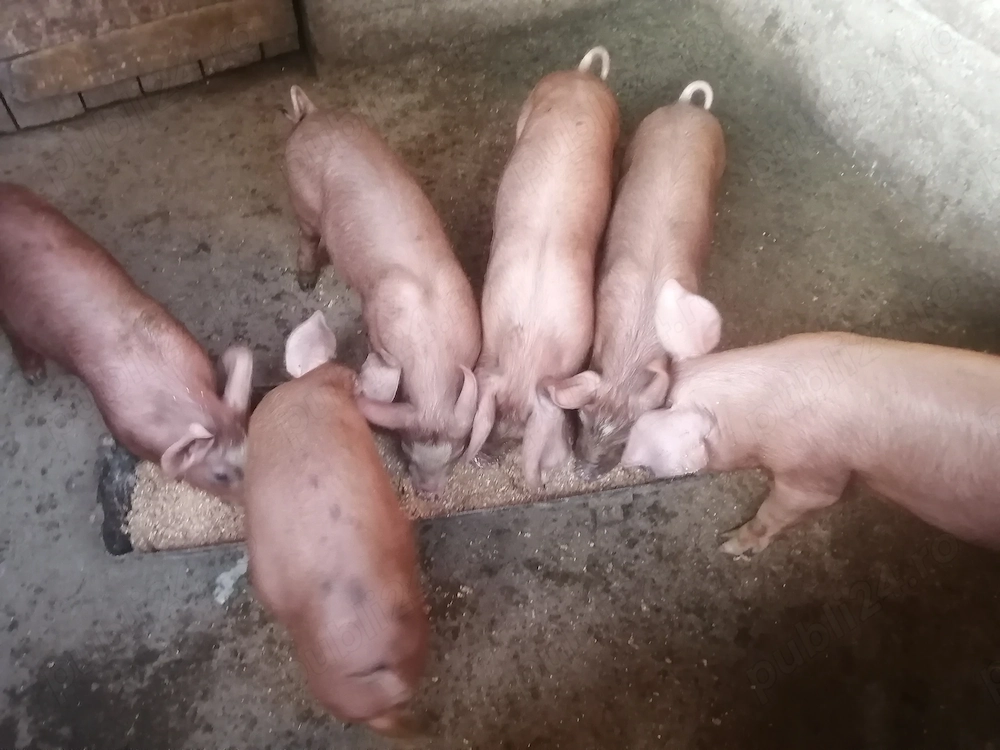 Vând 6 purcei de 10 săptămâni 