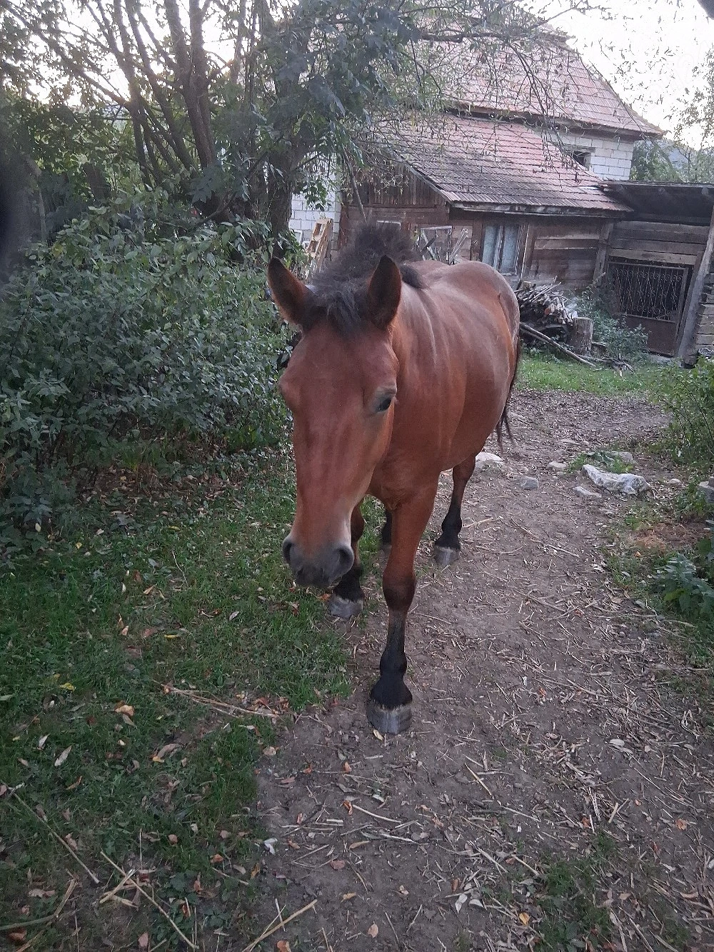 vand o manza 