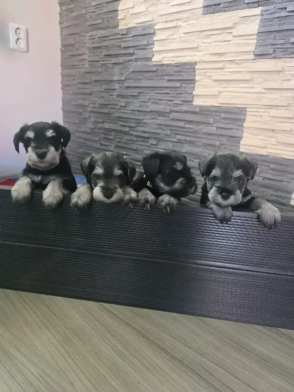 schnauzer pitic