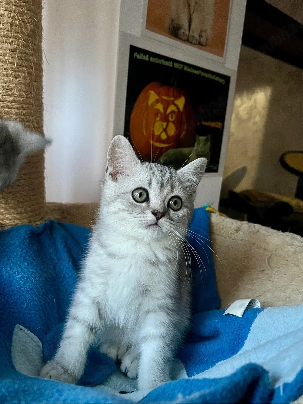 british shorthair tabby baietel