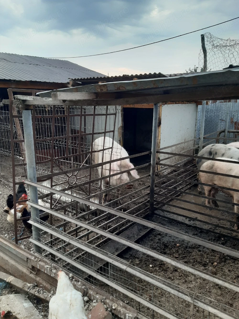 vand porci metis duroc cu petrean