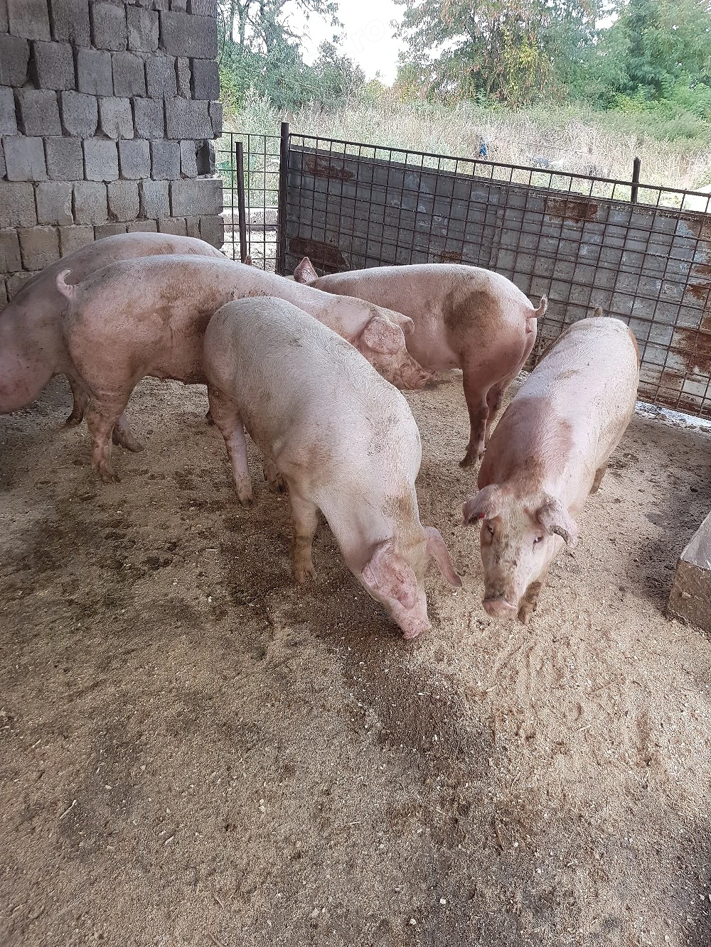 porci de vanzare 