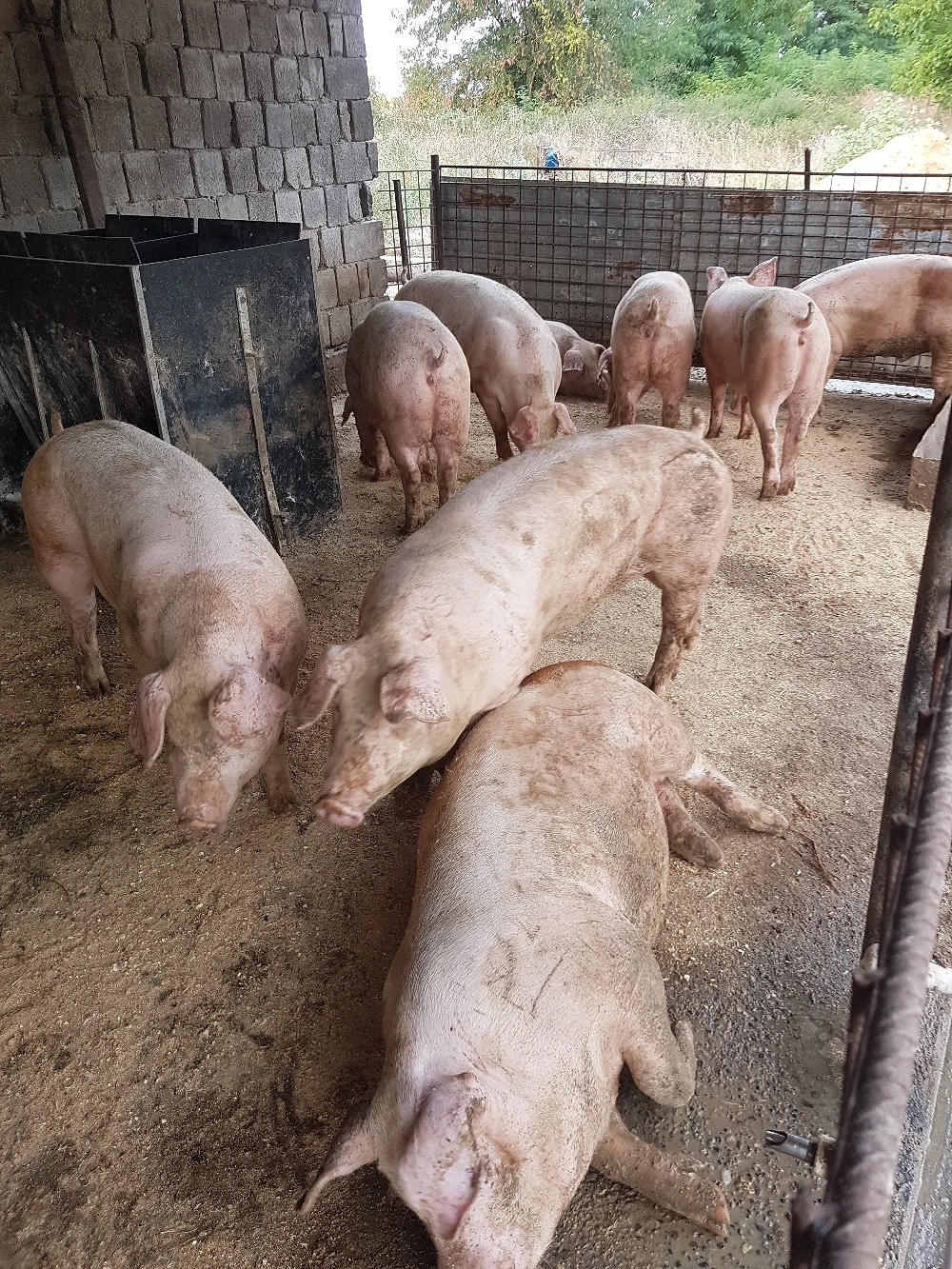 Porci de vanzare 