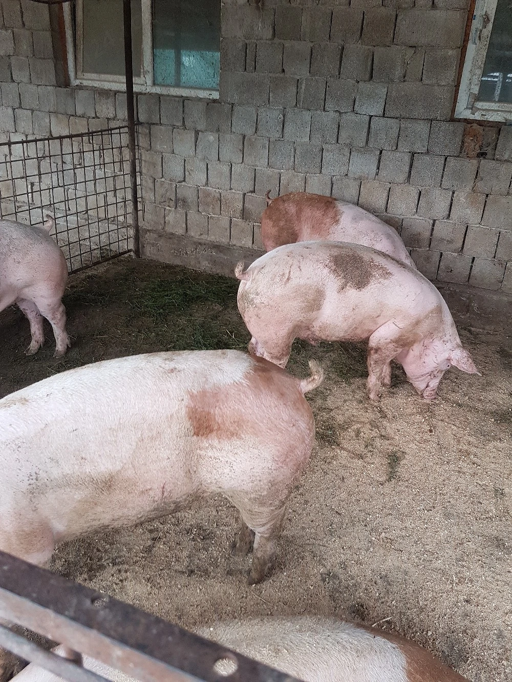 Porci de vanzare 