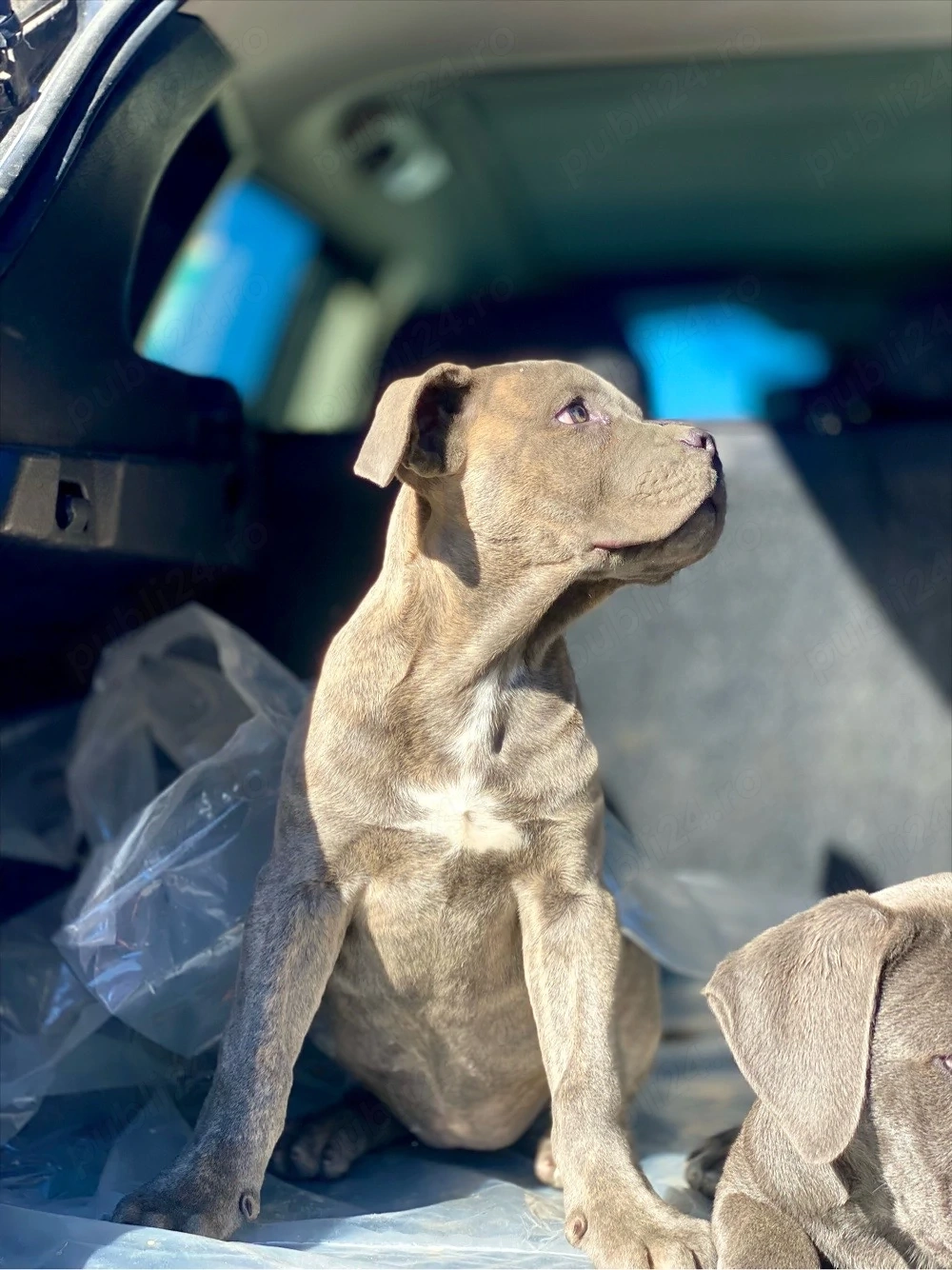 Catelusa cane corso. Super pret!!