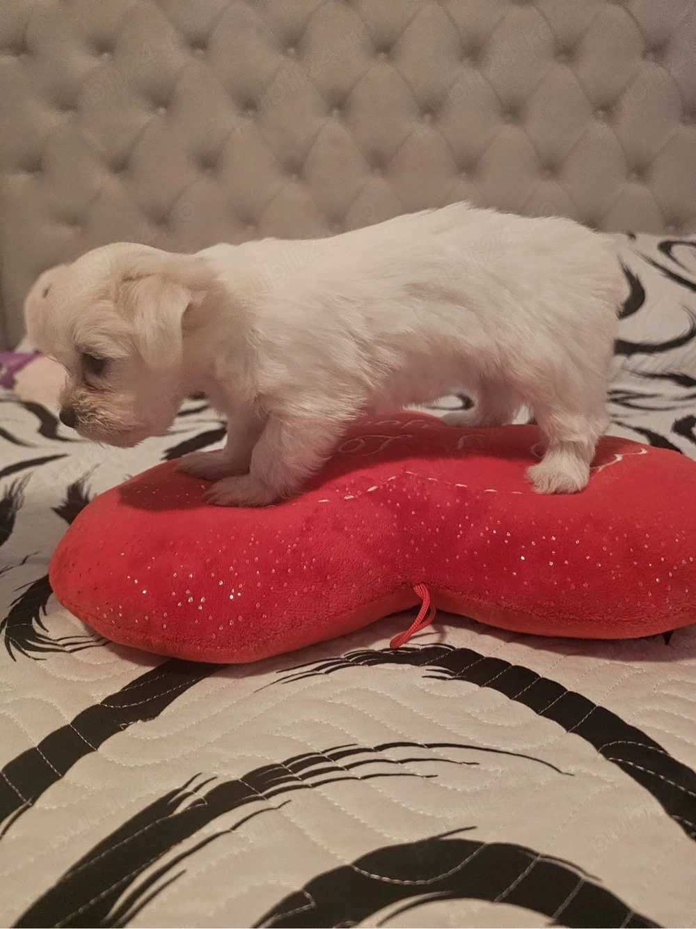 bichon maltez talie mica 