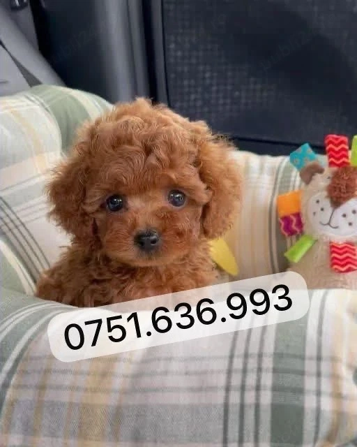 Pui Pudel Toy - Mini roscati red de calitate de vanzare  selecție deosebită, disponibili acum