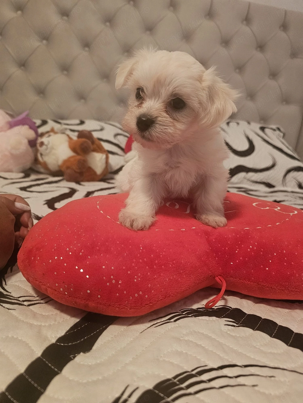 Bichon maltez talie mică 