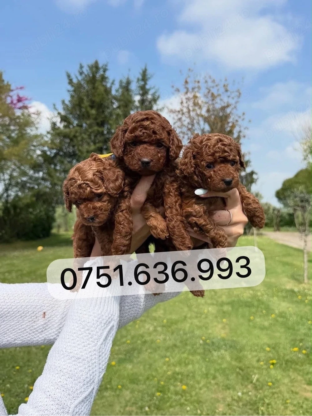 Pui Pudel Toy - Mini   de vanzare! disponibili acum, superbi, gata de plecare!
