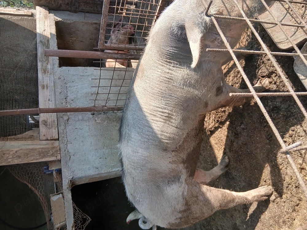 Vand porci mici și mari 