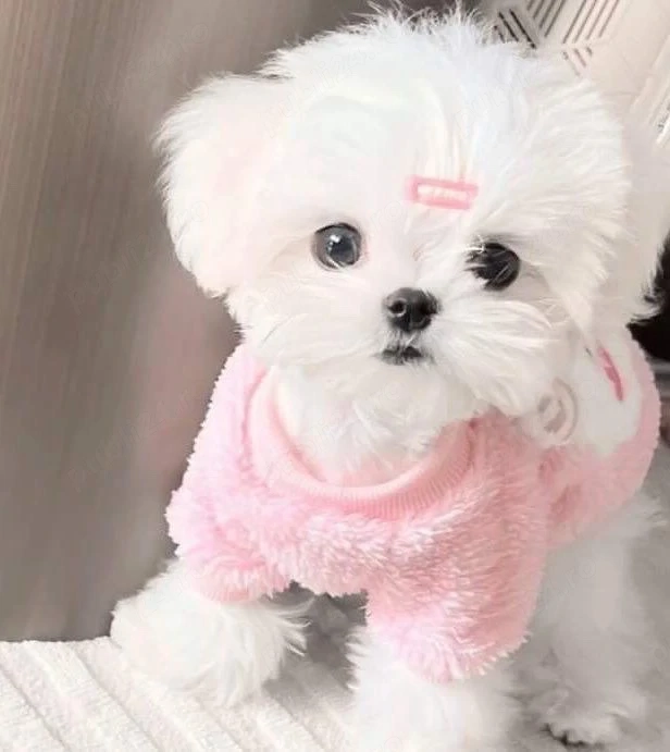 bichon maltez mini toy 