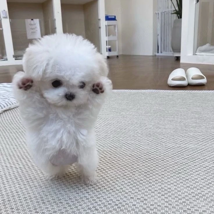 pui bichon maltez mini toy