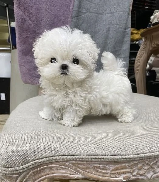bichon maltez mini toy 