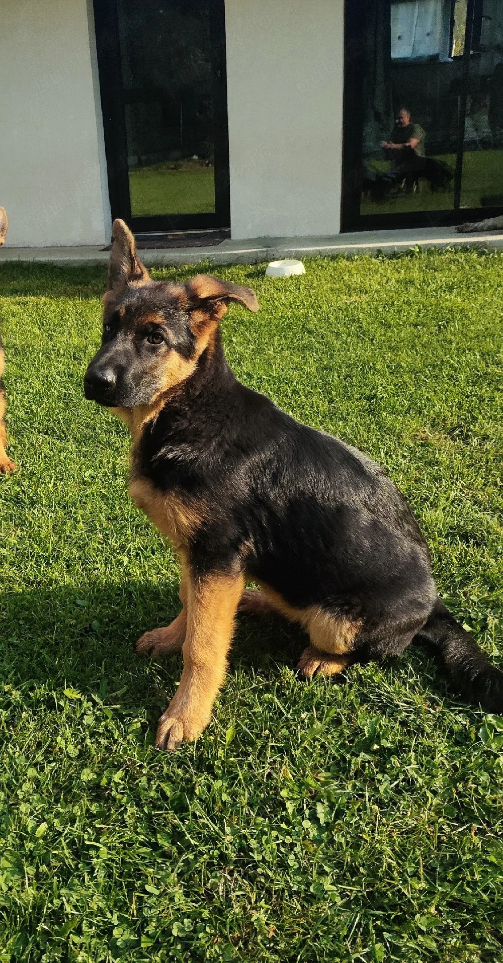 Ciobănesc German   2 femeluțe, părinți cu pedigree COR