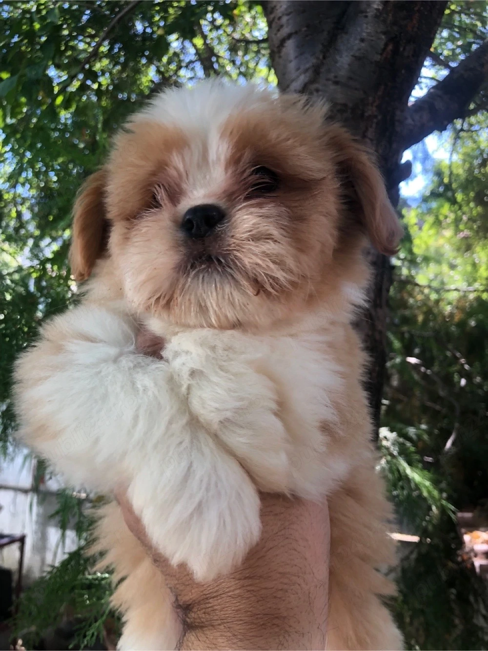 shih tzu catelusa 2 luni