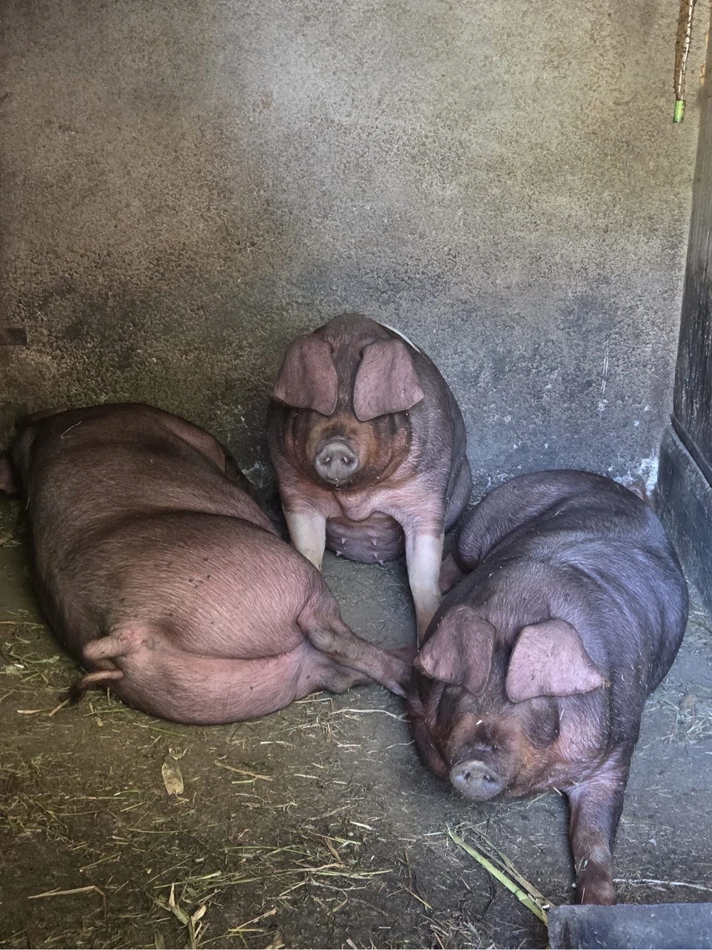 Porci rasa de carne