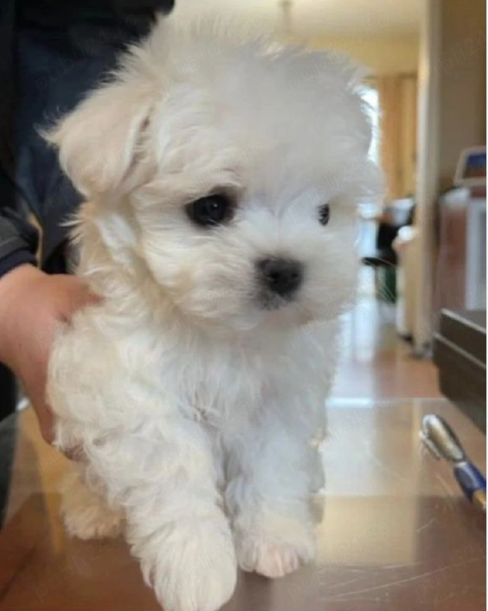 Bichon maltez mini toy