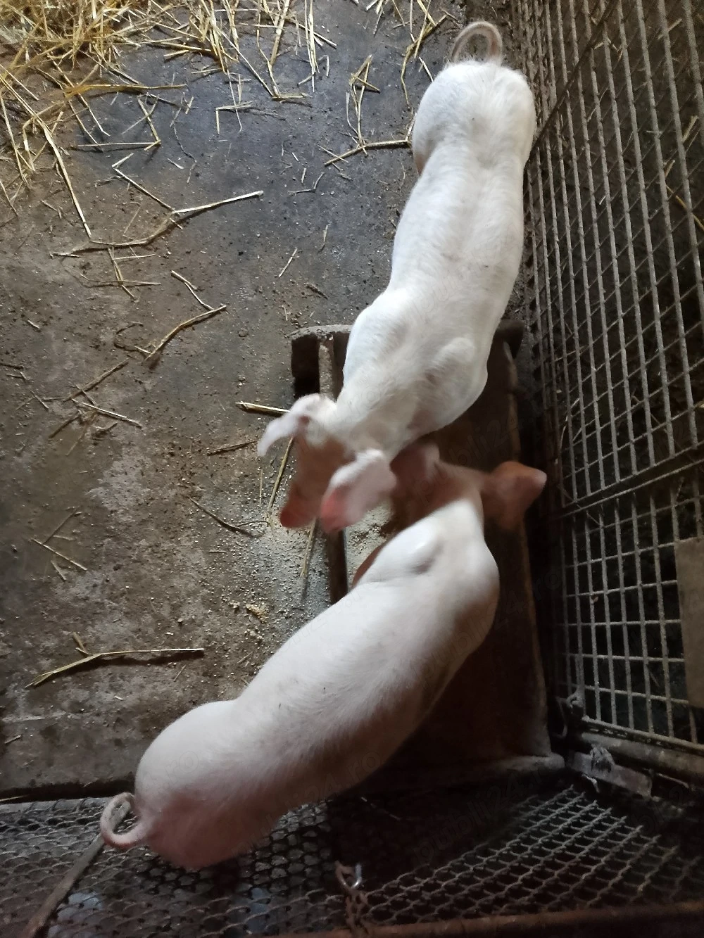 Purcei de Vânzare!