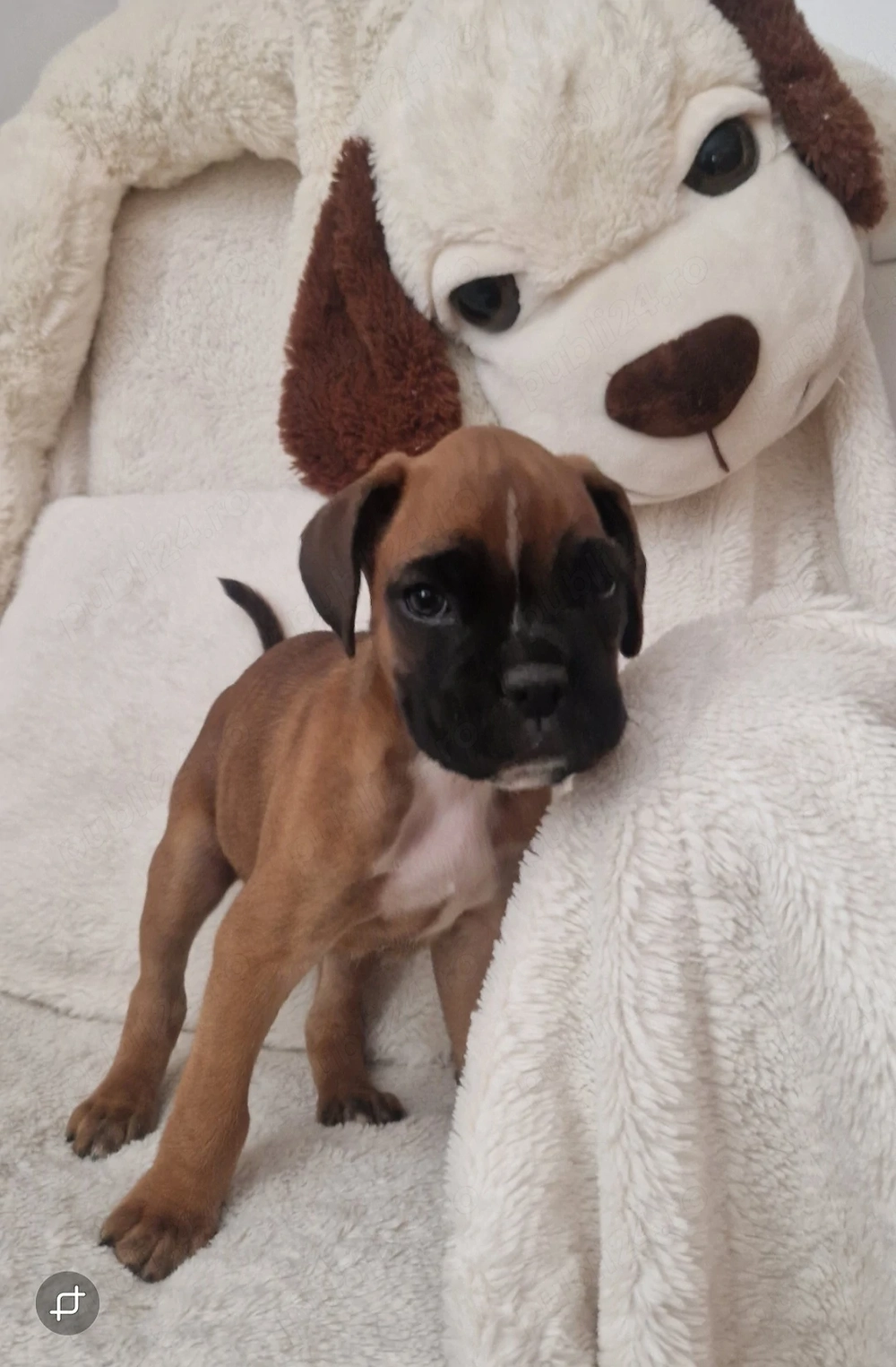 Pui Boxer cauta casa