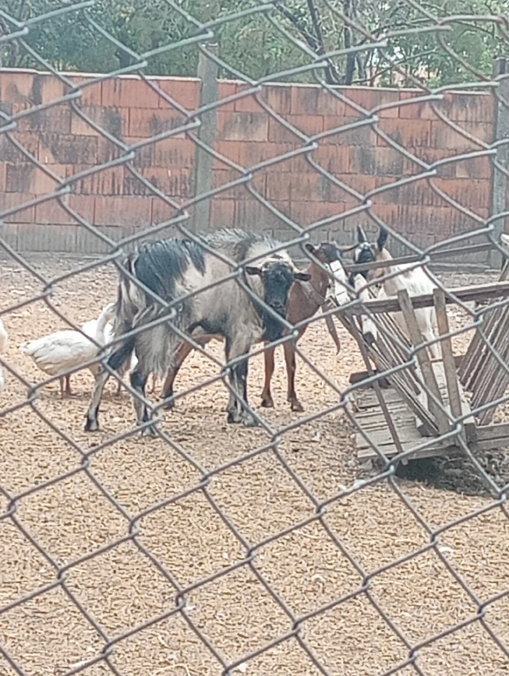 vând țap tânăr și gâște 