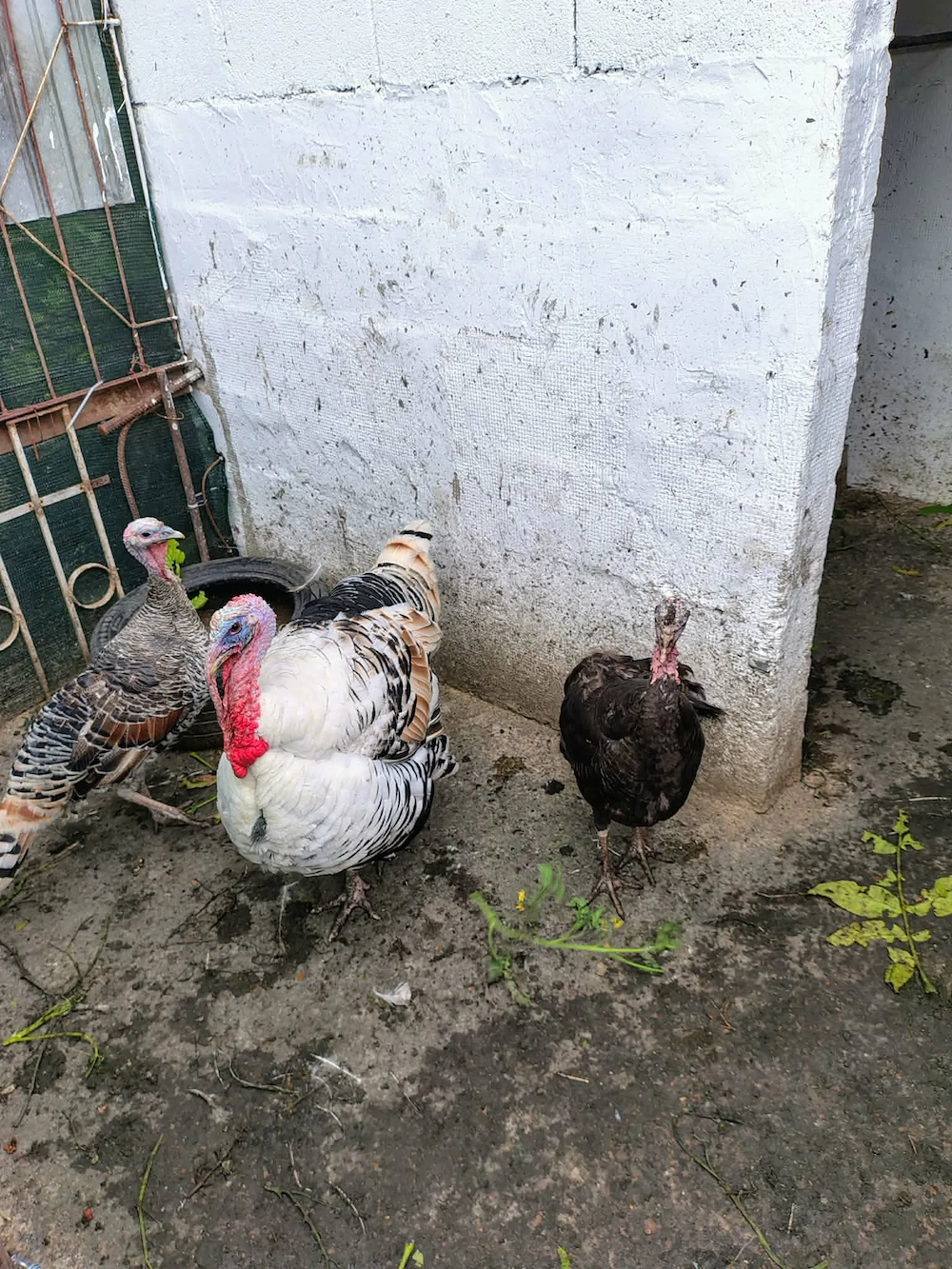 Vând curci și curcan