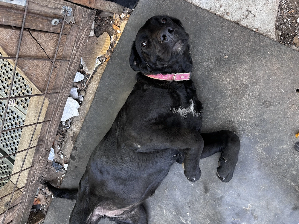 Donez 3 pui de Labrador