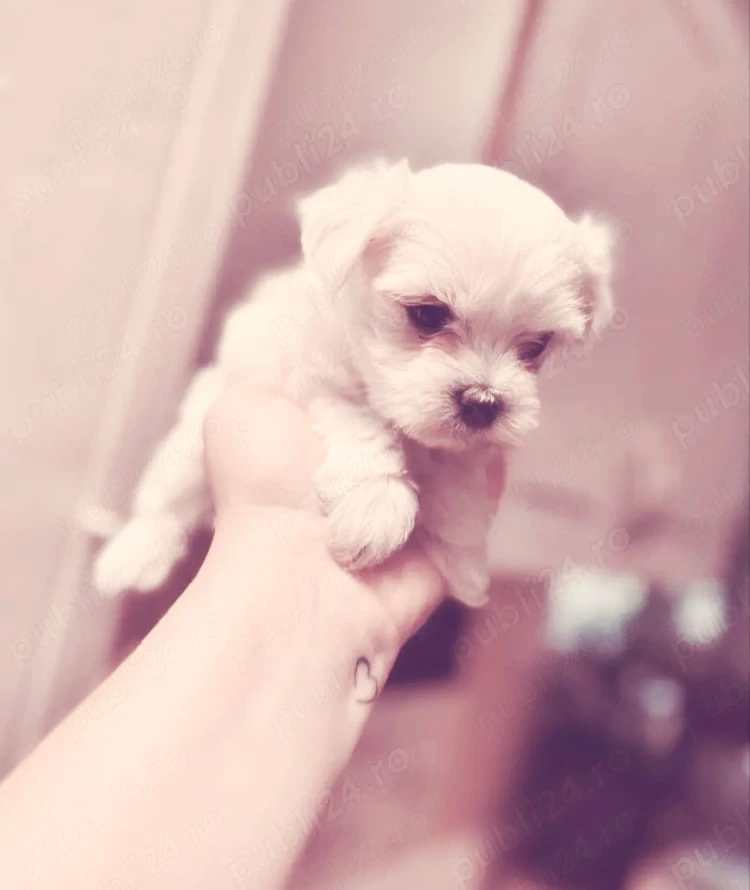 Bichon maltez mini toy