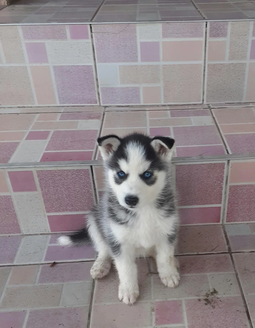 3 căței Husky Siberian - un băiat și 2 fete - Ochi Albaștri - Rasă pură